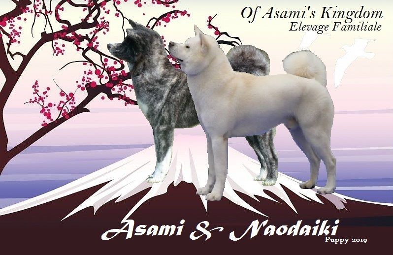 Of Asami's Kingdom - chiots 2019!!!!! 